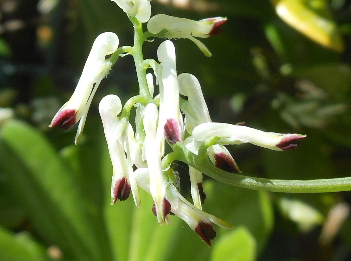 Fumaria flabellata / Fumaria a ventaglio